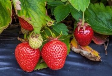 Выращивание и уход за ягодами в огороде - советы для достижения богатого урожая