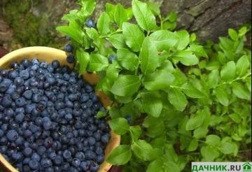 Садовая черника - секреты выращивания сорта, правила ухода и преимущества ее потребления