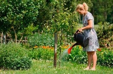 Как выращивать сливу на огороде - особенности посадки и ухода