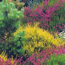 Садовые растения для кислых почв - выбираем лучшие варианты для прекрасного сада полным шармом и разнообразием без каких-либо причуд и ограничений!