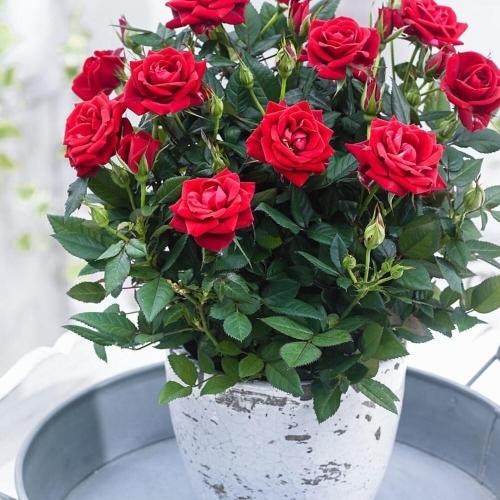 Садовая роза в горшке - эффективные секреты посадки и ухода для великолепного цветения