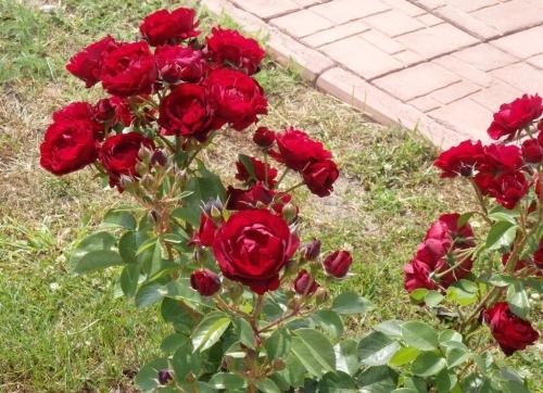 Удобрение для садовых роз - правильное питание и ухаживание для здоровья и красоты растений