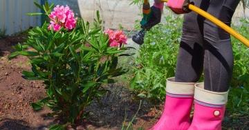 Как правильно посадить и ухаживать за садовым рододендроном в открытом грунте - советы и рекомендации по выращиванию этого красочного и неприхотливого цветка
