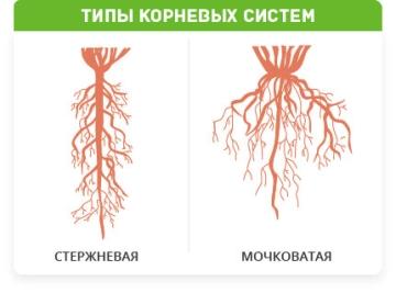 Растения с мочковатой корневой системой - особенности и виды