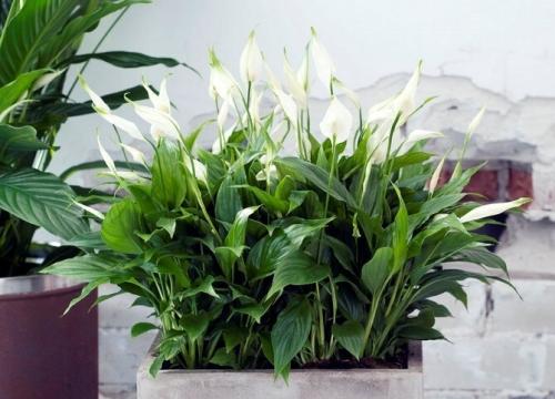 Спатифиллум - как ухаживать, размножать и выращивать декоративное растение в домашних условиях