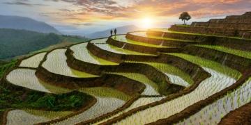 Как выращивают рис - основные этапы и секреты успешного процесса