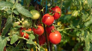 Секреты успешного выращивания помидоров на огороде - проверенные советы и рекомендации без ограничений и специальных требований