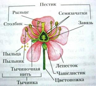 Особенности строения цветков ветроопыляемых растений, которые делают их идеальными для поллинаторов