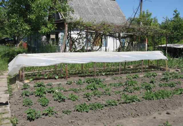 Купить парник для перцев в uejkh.ruьевск от руб. за штуку