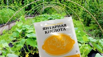 Янтарная кислота на огороде - полезные свойства, применение и рекомендации для здорового роста растений