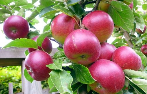 Выращивание и уход за плодовым деревом яблони на огороде - секреты успешной домашней агрокультуры