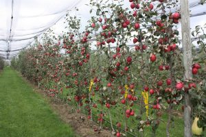 Яблоневый сад - содержание и уход, советы, рекомендации, особенности