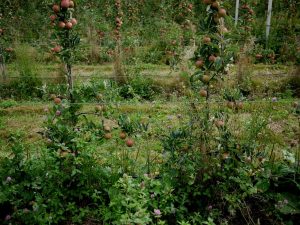 Яблоневый сад - содержание и уход, советы, рекомендации, особенности