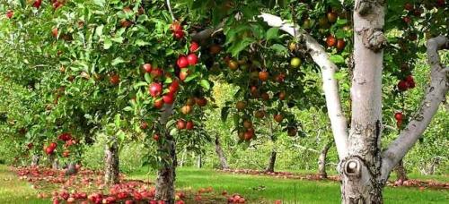 Как вырастить ароматные яблоки в огороде - полезные советы по уходу и борьбе с вредителями
