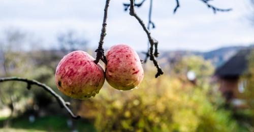 Как вырастить ароматные яблоки в огороде - полезные советы по уходу и борьбе с вредителями