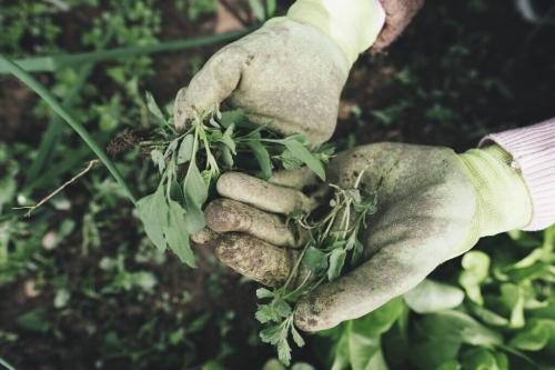 Эффективный огород - советы и рекомендации для получения максимального урожая без лишних трат и усилий