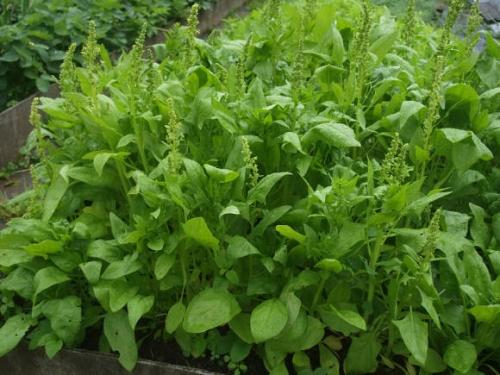 Выращивание и уход за шпинатом огородным - полезные свойства и рецепты использования