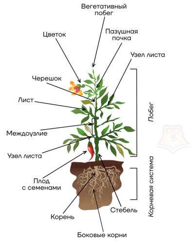 Все, что вам нужно знать о растениях - их определение, особенности, виды и функции