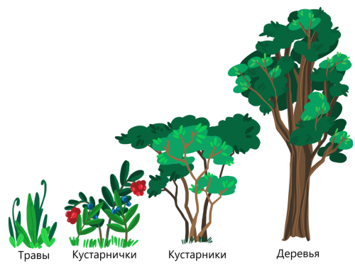 Все, что вам нужно знать о растениях - их определение, особенности, виды и функции
