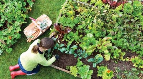 Какие овощи посадить после урожая огурцов - полезные советы и рекомендации