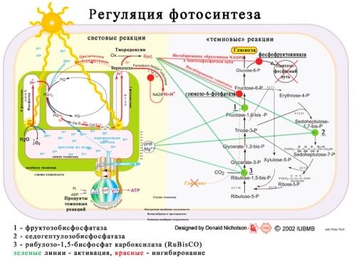 Что происходит в темновой фазе фотосинтеза - основные процессы и функции