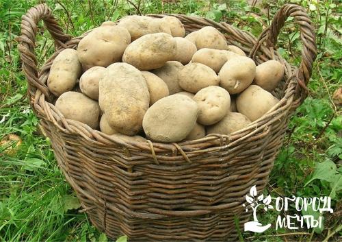 Лучшие альтернативы картошке на огороде - 5 культур, которые стоит попробовать