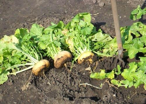 Лучшие альтернативы картошке на огороде - 5 культур, которые стоит попробовать