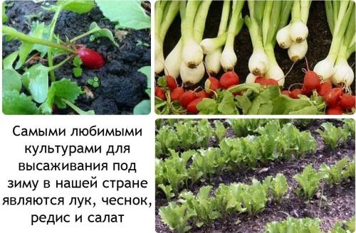 Какие растения посадить весной на огороде для получения наилучшего урожая