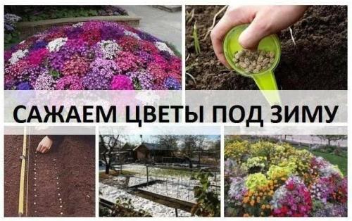 Какие растения посадить весной на огороде для получения наилучшего урожая