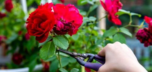 Как обработать розы осенью — полезные советы и рекомендации