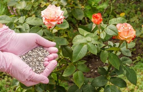 Как обработать розы осенью — полезные советы и рекомендации