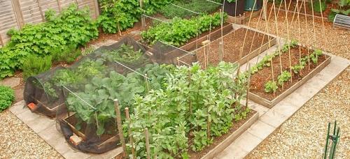 Самые полезные советы и рекомендации для начинающего огородника - какие овощи, фрукты и ягоды лучше всего посадить в огороде