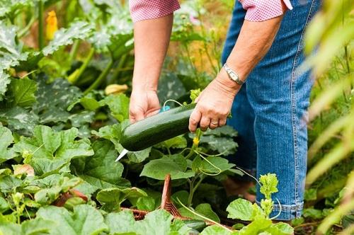 Самые полезные советы и рекомендации для начинающего огородника - какие овощи, фрукты и ягоды лучше всего посадить в огороде