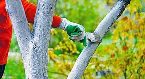 Как обработать деревья осенью: полезные советы и рекомендации