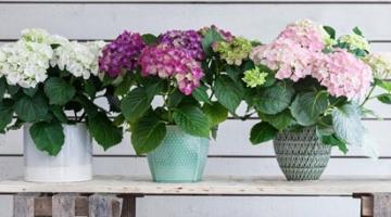 Домашняя гортензия и садовая - основные отличия и как выбрать идеальное растение для вашего сада