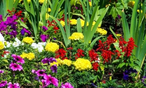 Выбирайте идеальные цветы для вашей дачи или сада на нашем удобном сайте