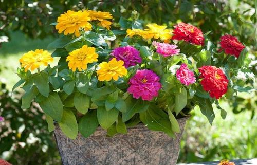 Выбирайте идеальные цветы для вашей дачи или сада на нашем удобном сайте
