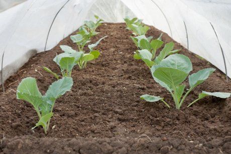 Что посадить на зиму на огороде - лучшие сорта и неоспоримые рекомендации для успешного урожая
