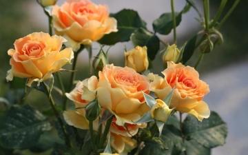 Чайная роза садовая - сорта, посадка, уход и размножение