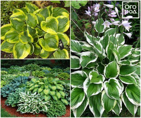 Полезные советы - какие растения можно выращивать в тени на огороде