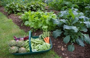 Что посадить на огороде - необходимые советы и рекомендации для успешного садоводства