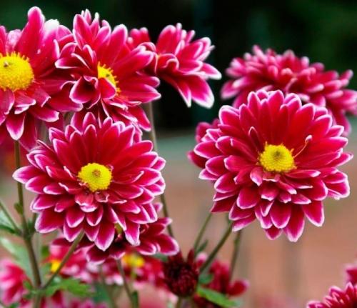 Посадка и уход за садовыми хризантемами - эффективные советы и рекомендации для создания красочного сада