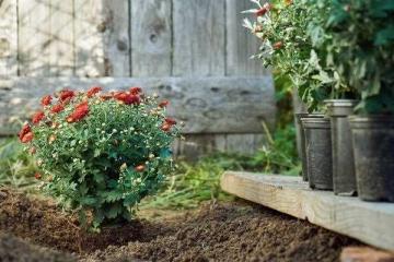 Посадка и уход за садовыми хризантемами - эффективные советы и рекомендации для создания красочного сада