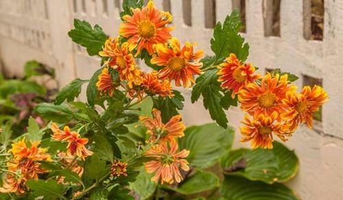 Хризантемы - сорта и секреты ухода за неповторимой красотой садовых многолетников