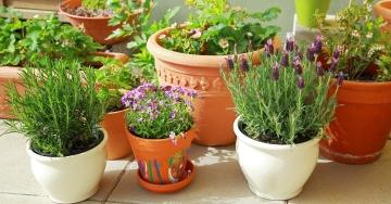 Огород - популярные растения для выращивания и полезные советы по уходу