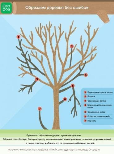 Правила формирования и обрезки садовых деревьев - основные приемы и советы