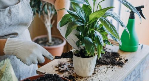4 простых способа подкормить домашние растения без химических удобрений, чтобы они росли здоровыми и красивыми!