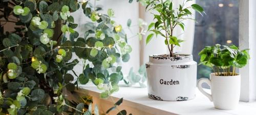 4 простых способа подкормить домашние растения без химических удобрений, чтобы они росли здоровыми и красивыми!