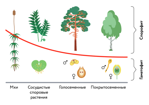 Фазы развития покрытосеменных растений - от семени до взрослого растения