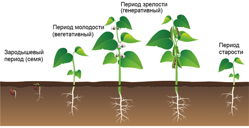 Фазы развития покрытосеменных растений - от семени до взрослого растения